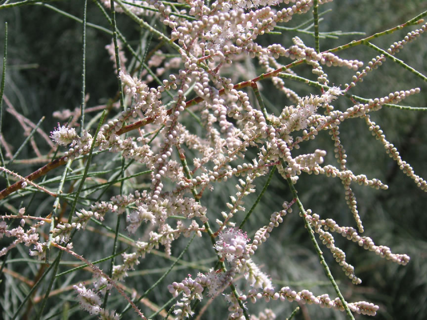 Athel tamarisk